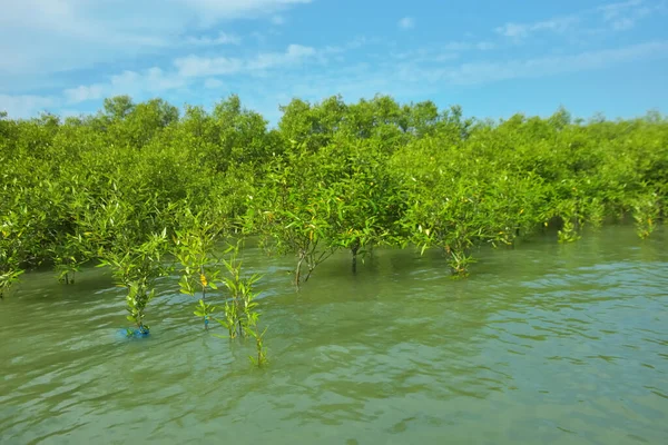 Cox 's Bazar, Bangladeş yakınlarındaki Bakkhali Nehri boyunca gelgit sularında duran mangrov fidanları tropikal gelgitler arası kıyı ekosistemi içindeki gelgitleri yakalıyorlar..