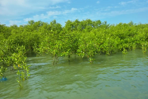 Cox 's Bazar, Bangladeş yakınlarındaki Bakkhali Nehri boyunca gelgit sularında duran mangrov fidanları tropikal gelgitler arası kıyı ekosistemi içindeki gelgitleri yakalıyorlar..