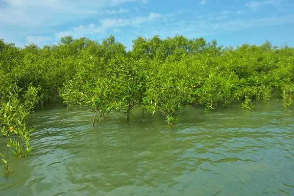 Cox 's Bazar, Bangladeş yakınlarındaki Bakkhali Nehri boyunca gelgit sularında duran mangrov fidanları tropikal gelgitler arası kıyı ekosistemi içindeki gelgitleri yakalıyorlar..