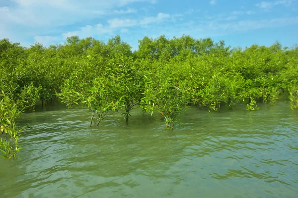 Cox 's Bazar, Bangladeş yakınlarındaki Bakkhali Nehri boyunca gelgit sularında duran mangrov fidanları tropikal gelgitler arası kıyı ekosistemi içindeki gelgitleri yakalıyorlar..