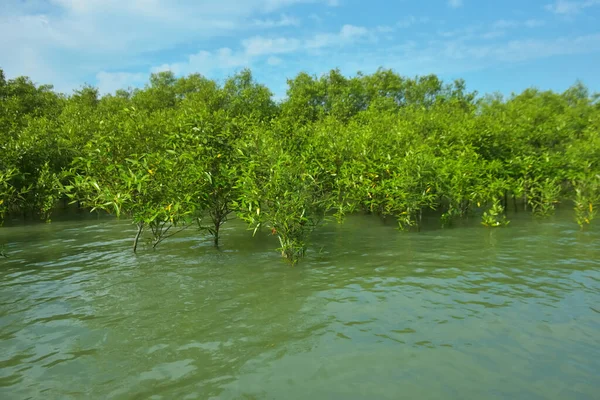 Cox 's Bazar, Bangladeş yakınlarındaki Bakkhali Nehri boyunca gelgit sularında duran mangrov fidanları tropikal gelgitler arası kıyı ekosistemi içindeki gelgitleri yakalıyorlar..