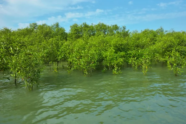 Cox 's Bazar, Bangladeş yakınlarındaki Bakkhali Nehri boyunca gelgit sularında duran mangrov fidanları tropikal gelgitler arası kıyı ekosistemi içindeki gelgitleri yakalıyorlar..