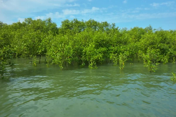 Cox 's Bazar, Bangladeş yakınlarındaki Bakkhali Nehri boyunca gelgit sularında duran mangrov fidanları tropikal gelgitler arası kıyı ekosistemi içindeki gelgitleri yakalıyorlar..