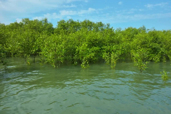 Cox 's Bazar, Bangladeş yakınlarındaki Bakkhali Nehri boyunca gelgit sularında duran mangrov fidanları tropikal gelgitler arası kıyı ekosistemi içindeki gelgitleri yakalıyorlar..