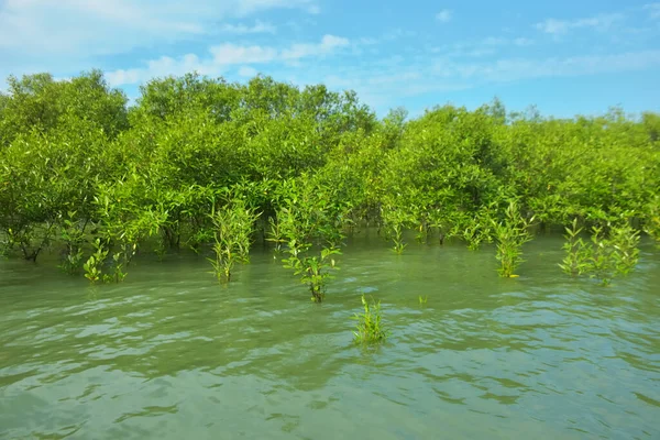 Cox 's Bazar, Bangladeş yakınlarındaki Bakkhali Nehri boyunca gelgit sularında duran mangrov fidanları tropikal gelgitler arası kıyı ekosistemi içindeki gelgitleri yakalıyorlar..