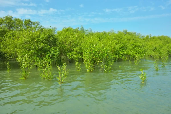Cox 's Bazar, Bangladeş yakınlarındaki Bakkhali Nehri boyunca gelgit sularında duran mangrov fidanları tropikal gelgitler arası kıyı ekosistemi içindeki gelgitleri yakalıyorlar..