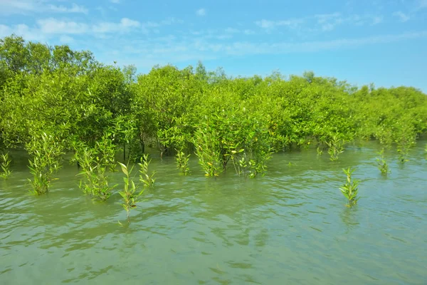 Cox 's Bazar, Bangladeş yakınlarındaki Bakkhali Nehri boyunca gelgit sularında duran mangrov fidanları tropikal gelgitler arası kıyı ekosistemi içindeki gelgitleri yakalıyorlar..