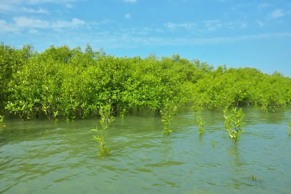 Cox 's Bazar, Bangladeş yakınlarındaki Bakkhali Nehri boyunca gelgit sularında duran mangrov fidanları tropikal gelgitler arası kıyı ekosistemi içindeki gelgitleri yakalıyorlar..