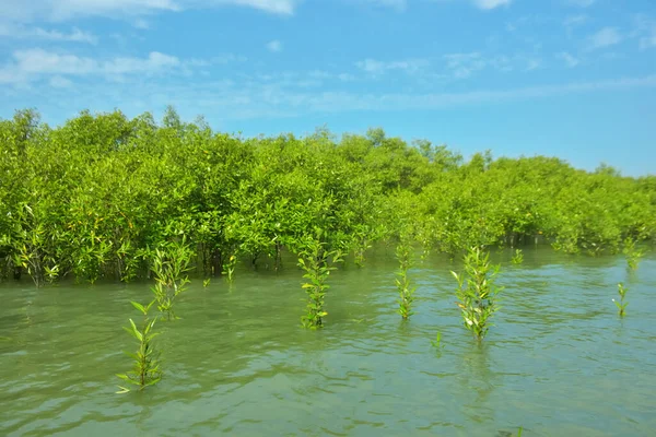 Cox 's Bazar, Bangladeş yakınlarındaki Bakkhali Nehri boyunca gelgit sularında duran mangrov fidanları tropikal gelgitler arası kıyı ekosistemi içindeki gelgitleri yakalıyorlar..