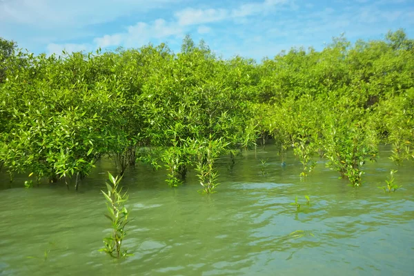 Cox 's Bazar, Bangladeş yakınlarındaki Bakkhali Nehri boyunca gelgit sularında duran mangrov fidanları tropikal gelgitler arası kıyı ekosistemi içindeki gelgitleri yakalıyorlar..