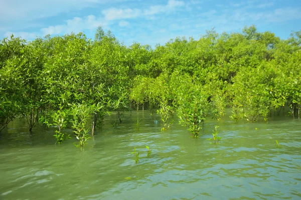 Cox 's Bazar, Bangladeş yakınlarındaki Bakkhali Nehri boyunca gelgit sularında duran mangrov fidanları tropikal gelgitler arası kıyı ekosistemi içindeki gelgitleri yakalıyorlar..