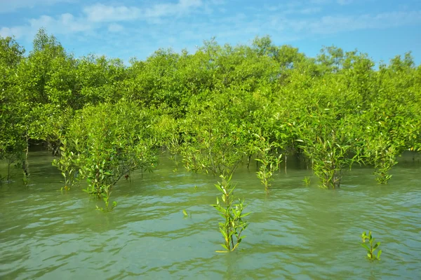 Cox 's Bazar, Bangladeş yakınlarındaki Bakkhali Nehri boyunca gelgit sularında duran mangrov fidanları tropikal gelgitler arası kıyı ekosistemi içindeki gelgitleri yakalıyorlar..