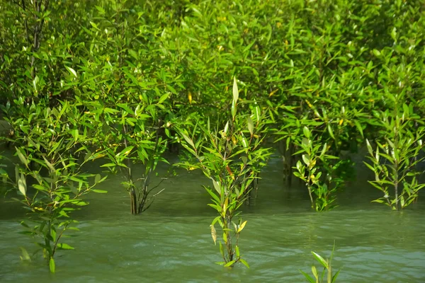 Cox 's Bazar, Bangladeş yakınlarındaki Bakkhali Nehri boyunca gelgit sularında duran mangrov fidanları tropikal gelgitler arası kıyı ekosistemi içindeki gelgitleri yakalıyorlar..