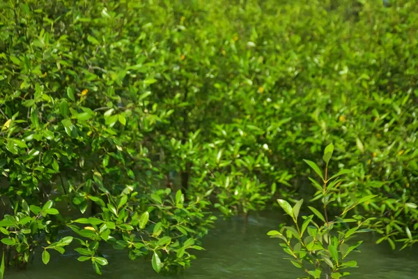 Cox 's Bazar, Bangladeş yakınlarındaki Bakkhali Nehri boyunca gelgit sularında duran mangrov fidanları tropikal gelgitler arası kıyı ekosistemi içindeki gelgitleri yakalıyorlar..