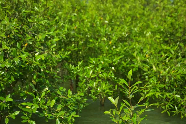 Cox 's Bazar, Bangladeş yakınlarındaki Bakkhali Nehri boyunca gelgit sularında duran mangrov fidanları tropikal gelgitler arası kıyı ekosistemi içindeki gelgitleri yakalıyorlar..