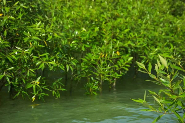 Cox 's Bazar, Bangladeş yakınlarındaki Bakkhali Nehri boyunca gelgit sularında duran mangrov fidanları tropikal gelgitler arası kıyı ekosistemi içindeki gelgitleri yakalıyorlar..