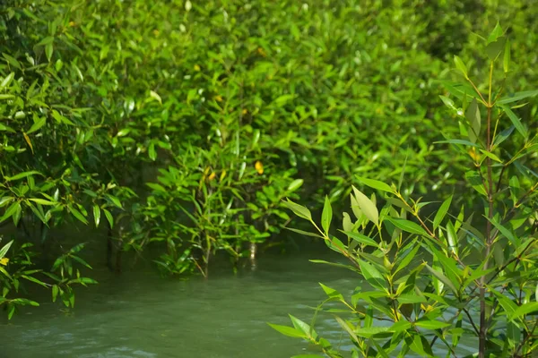 Cox 's Bazar, Bangladeş yakınlarındaki Bakkhali Nehri boyunca gelgit sularında duran mangrov fidanları tropikal gelgitler arası kıyı ekosistemi içindeki gelgitleri yakalıyorlar..