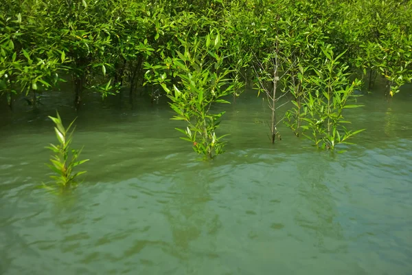 Cox 's Bazar, Bangladeş yakınlarındaki Bakkhali Nehri boyunca gelgit sularında duran mangrov fidanları tropikal gelgitler arası kıyı ekosistemi içindeki gelgitleri yakalıyorlar..