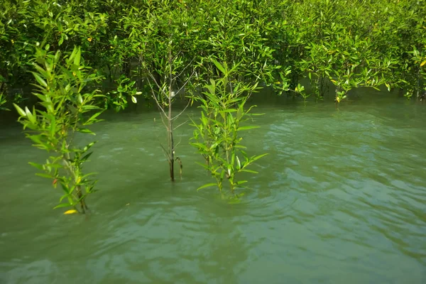 Cox 's Bazar, Bangladeş yakınlarındaki Bakkhali Nehri boyunca gelgit sularında duran mangrov fidanları tropikal gelgitler arası kıyı ekosistemi içindeki gelgitleri yakalıyorlar..