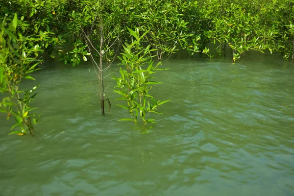Cox 's Bazar, Bangladeş yakınlarındaki Bakkhali Nehri boyunca gelgit sularında duran mangrov fidanları tropikal gelgitler arası kıyı ekosistemi içindeki gelgitleri yakalıyorlar..