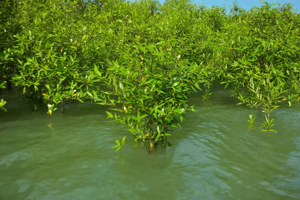 Cox 's Bazar, Bangladeş yakınlarındaki Bakkhali Nehri boyunca gelgit sularında duran mangrov fidanları tropikal gelgitler arası kıyı ekosistemi içindeki gelgitleri yakalıyorlar..