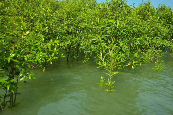 Cox 's Bazar, Bangladeş yakınlarındaki Bakkhali Nehri boyunca gelgit sularında duran mangrov fidanları tropikal gelgitler arası kıyı ekosistemi içindeki gelgitleri yakalıyorlar..