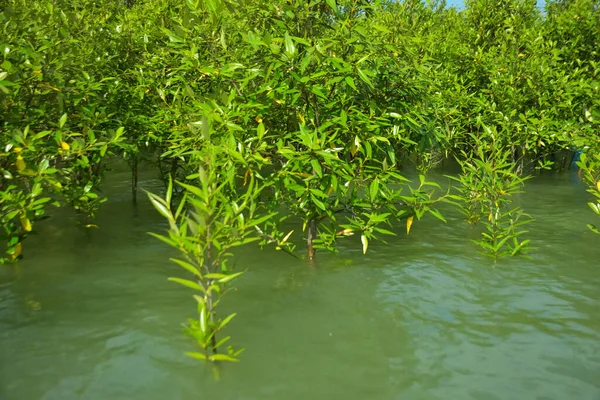 Cox 's Bazar, Bangladeş yakınlarındaki Bakkhali Nehri boyunca gelgit sularında duran mangrov fidanları tropikal gelgitler arası kıyı ekosistemi içindeki gelgitleri yakalıyorlar..