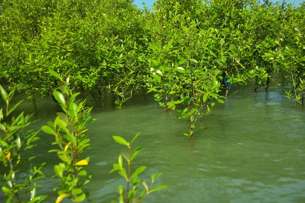 Cox 's Bazar, Bangladeş yakınlarındaki Bakkhali Nehri boyunca gelgit sularında duran mangrov fidanları tropikal gelgitler arası kıyı ekosistemi içindeki gelgitleri yakalıyorlar..