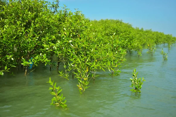 Cox 's Bazar, Bangladeş yakınlarındaki Bakkhali Nehri boyunca gelgit sularında duran mangrov fidanları tropikal gelgitler arası kıyı ekosistemi içindeki gelgitleri yakalıyorlar..