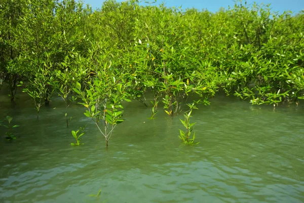 Cox 's Bazar, Bangladeş yakınlarındaki Bakkhali Nehri boyunca gelgit sularında duran mangrov fidanları tropikal gelgitler arası kıyı ekosistemi içindeki gelgitleri yakalıyorlar..