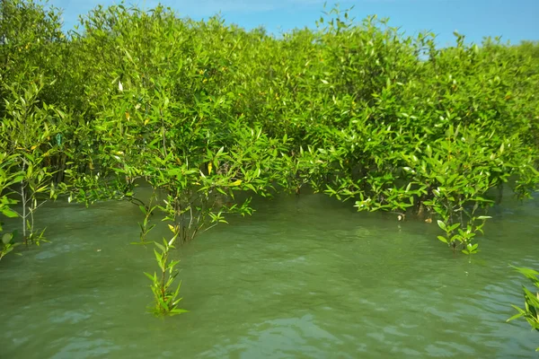 Cox 's Bazar, Bangladeş yakınlarındaki Bakkhali Nehri boyunca gelgit sularında duran mangrov fidanları tropikal gelgitler arası kıyı ekosistemi içindeki gelgitleri yakalıyorlar..