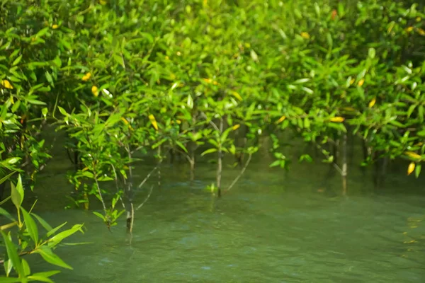 Cox 's Bazar, Bangladeş yakınlarındaki Bakkhali Nehri boyunca gelgit sularında duran mangrov fidanları tropikal gelgitler arası kıyı ekosistemi içindeki gelgitleri yakalıyorlar..