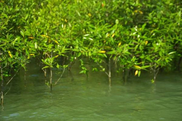 Cox 's Bazar, Bangladeş yakınlarındaki Bakkhali Nehri boyunca gelgit sularında duran mangrov fidanları tropikal gelgitler arası kıyı ekosistemi içindeki gelgitleri yakalıyorlar..
