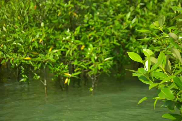 Cox 's Bazar, Bangladeş yakınlarındaki Bakkhali Nehri boyunca gelgit sularında duran mangrov fidanları tropikal gelgitler arası kıyı ekosistemi içindeki gelgitleri yakalıyorlar..