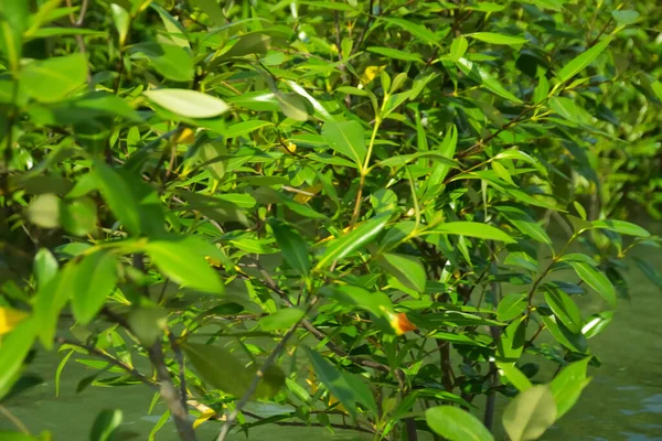 Cox 's Bazar, Bangladeş yakınlarındaki Bakkhali Nehri boyunca gelgit sularında duran mangrov fidanları tropikal gelgitler arası kıyı ekosistemi içindeki gelgitleri yakalıyorlar..