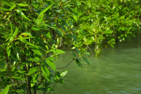 Cox 's Bazar, Bangladeş yakınlarındaki Bakkhali Nehri boyunca gelgit sularında duran mangrov fidanları tropikal gelgitler arası kıyı ekosistemi içindeki gelgitleri yakalıyorlar..