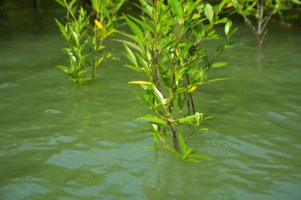 Cox 's Bazar, Bangladeş yakınlarındaki Bakkhali Nehri boyunca gelgit sularında duran mangrov fidanları tropikal gelgitler arası kıyı ekosistemi içindeki gelgitleri yakalıyorlar..