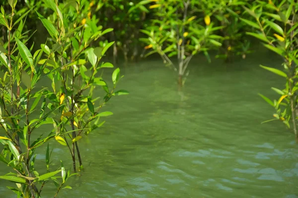 Cox 's Bazar, Bangladeş yakınlarındaki Bakkhali Nehri boyunca gelgit sularında duran mangrov fidanları tropikal gelgitler arası kıyı ekosistemi içindeki gelgitleri yakalıyorlar..