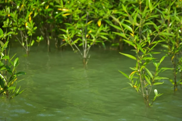 Cox 's Bazar, Bangladeş yakınlarındaki Bakkhali Nehri boyunca gelgit sularında duran mangrov fidanları tropikal gelgitler arası kıyı ekosistemi içindeki gelgitleri yakalıyorlar..