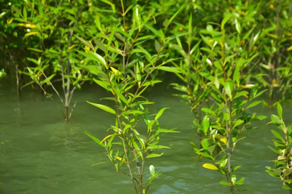 Mangrove Ormanı, Cox 's Bazar, Bangladeş' teki Bakkhali Nehri boyunca alçak gelgitten yüksek gelgite geçiş sırasında yer alır. Kıyı ekosistemi yükselen su seviyelerini ve Güney Asya 'daki tropikal gelgit bitki örtüsünü gösteriyor..