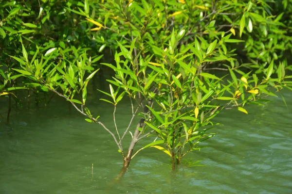 Mangrove Ormanı, Cox 's Bazar, Bangladeş' teki Bakkhali Nehri boyunca alçak gelgitten yüksek gelgite geçiş sırasında yer alır. Kıyı ekosistemi yükselen su seviyelerini ve Güney Asya 'daki tropikal gelgit bitki örtüsünü gösteriyor..