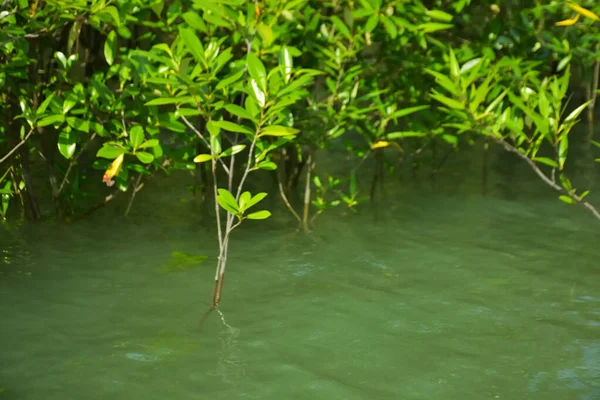 Mangrove Ormanı, Cox 's Bazar, Bangladeş' teki Bakkhali Nehri boyunca alçak gelgitten yüksek gelgite geçiş sırasında yer alır. Kıyı ekosistemi yükselen su seviyelerini ve Güney Asya 'daki tropikal gelgit bitki örtüsünü gösteriyor..