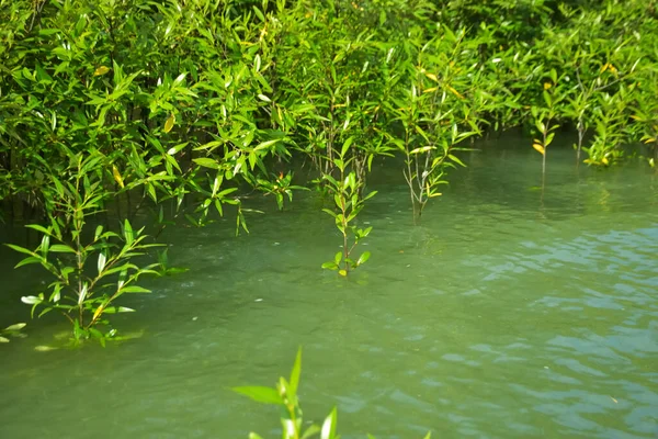Mangrove Ormanı, Cox 's Bazar, Bangladeş' teki Bakkhali Nehri boyunca alçak gelgitten yüksek gelgite geçiş sırasında yer alır. Kıyı ekosistemi yükselen su seviyelerini ve Güney Asya 'daki tropikal gelgit bitki örtüsünü gösteriyor..