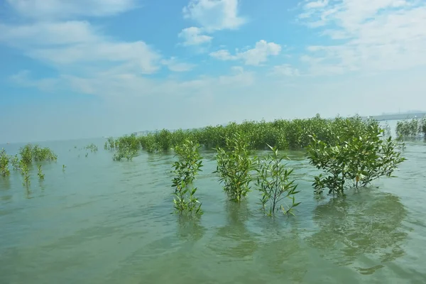 Bangladeş 'in tropikal bir kıyısı boyunca sığ sularda yetişen genç mangrov ağaçları, kıyı suları ekolojisi, doğal yenilenme ve estuarin biyolojik çeşitliliği göstermektedir..