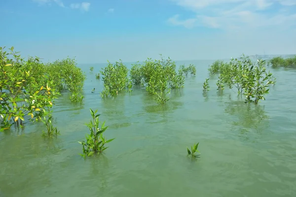 Bangladeş 'in tropikal bir kıyısı boyunca sığ sularda yetişen genç mangrov ağaçları, kıyı suları ekolojisi, doğal yenilenme ve estuarin biyolojik çeşitliliği göstermektedir..