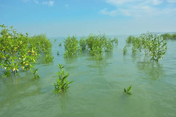 Bangladeş 'in tropikal bir kıyısı boyunca sığ sularda yetişen genç mangrov ağaçları, kıyı suları ekolojisi, doğal yenilenme ve estuarin biyolojik çeşitliliği göstermektedir..