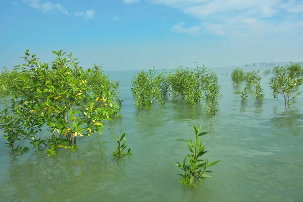 Bangladeş 'in tropikal bir kıyısı boyunca sığ sularda yetişen genç mangrov ağaçları, kıyı suları ekolojisi, doğal yenilenme ve estuarin biyolojik çeşitliliği göstermektedir..