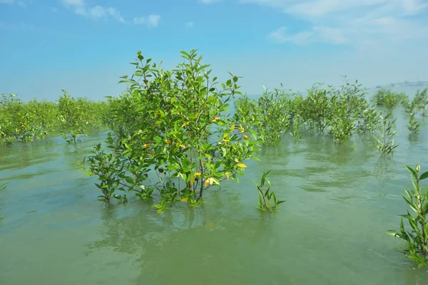 Genç Mangrove Ağaçları Tropikal Kıyı Bataklıklarında Sığ Gelgit Suyunda Büyüyorlar