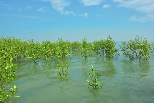 Genç Mangrove Ağaçları Tropikal Kıyı Bataklıklarında Sığ Gelgit Suyunda Büyüyorlar