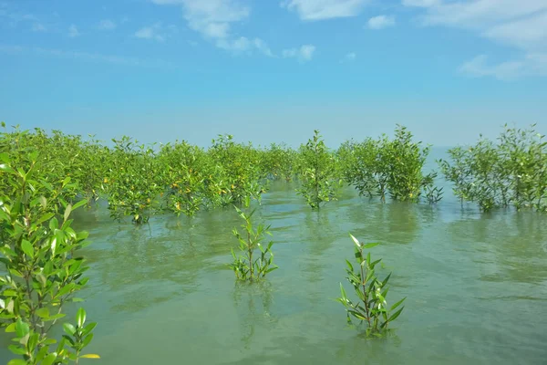 Genç Mangrove Ağaçları Tropikal Kıyı Bataklıklarında Sığ Gelgit Suyunda Büyüyorlar